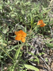 Talinum aurantiacum
