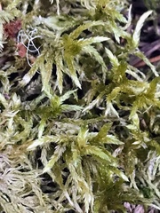 Pleurozium schreberi