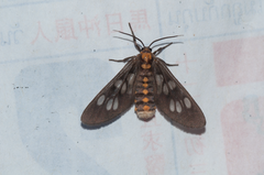 Eressa confinis
