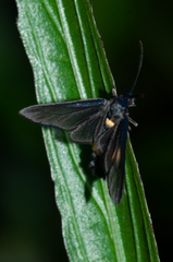 Psichotoe duvaucelii