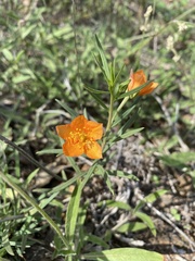 Talinum aurantiacum