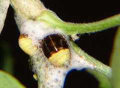 Cercopoidea