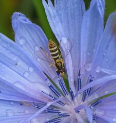 Sphaerophoria contigua