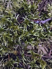 Pleurozium schreberi