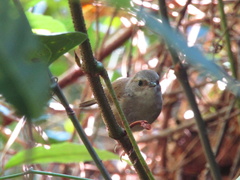 Sericornis frontalis