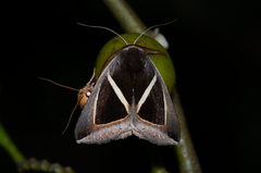 Chalciope mygdon