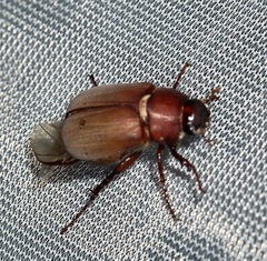 Phyllophaga