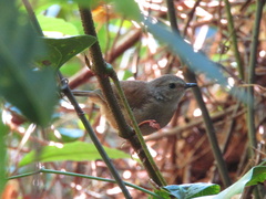 Sericornis frontalis