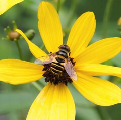 Eristalis transversa