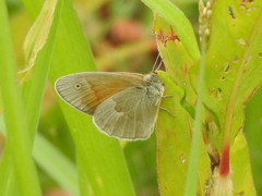 Coenonympha california