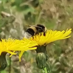 Bombus terrestris