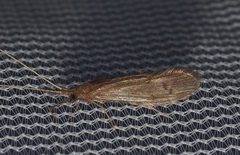 Oecetis
