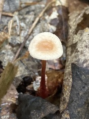 Mycetinis scorodonius