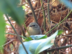 Sericornis frontalis