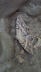 Ascalapha odorata