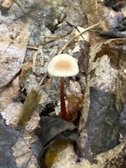 Mycetinis scorodonius