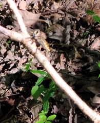 Promachus rufipes