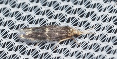Hydroptilidae