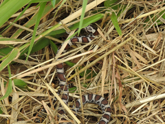 Lampropeltis triangulum