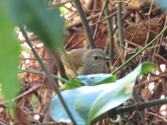 Sericornis frontalis