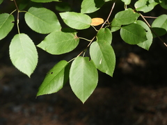 Amelanchier arborea