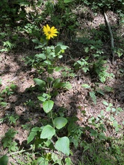Helianthus atrorubens