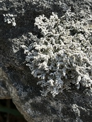 Stereocaulon