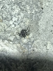 Steatoda grossa
