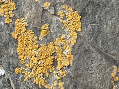Xanthoria