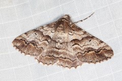 Gastrinodes bitaeniaria