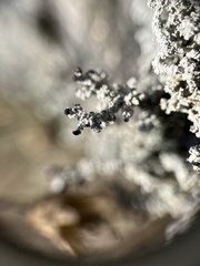 Stereocaulon