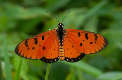 Acraea terpsicore