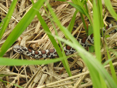 Lampropeltis triangulum