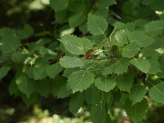 Populus grandidentata