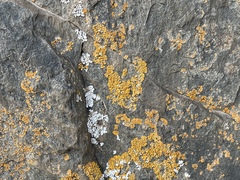 Xanthoria