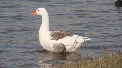 Anser anser domesticus