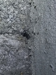 Steatoda grossa