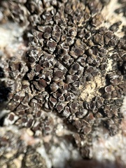 Acarospora fuscata