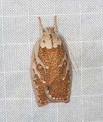 Euchaetis rhizobola