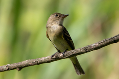 Empidonax virescens