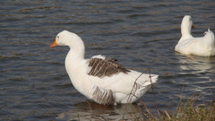 Anser anser domesticus