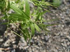 Epilobium coloratum