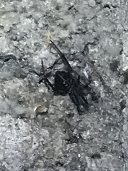 Steatoda grossa