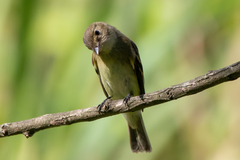 Empidonax virescens