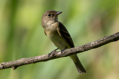 Empidonax virescens