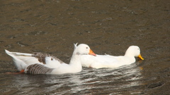 Anser anser domesticus