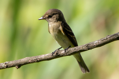 Empidonax virescens