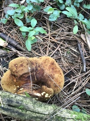 Boletinellus merulioides