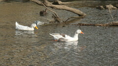 Anser anser domesticus