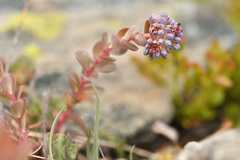 Hylotelephium anacampseros